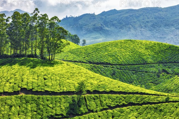 Green tea plantations in Munnar, Kerala, India, Asia
