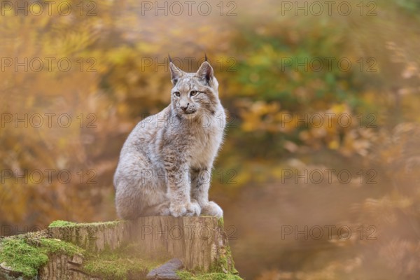 Eurasian lynx (Lynx lynx), sitting on tree trunk in autumn forest