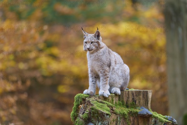 Eurasian lynx (Lynx lynx), sitting on tree trunk in autumn forest