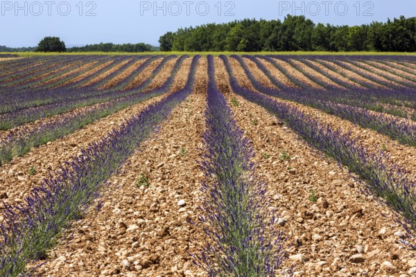 Lavender field, flowering true lavender (Lavandula angustifolia), near Valensole, Provence, Provence-Alpes-Cote d Azur, South of France, France, Europe