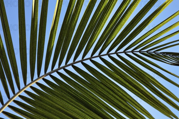 Structure of a palm frond, close-up, backlight, background image