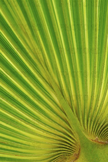 Fan (Washingtonia robusta) palm