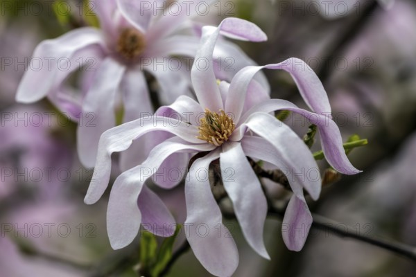 Star magnolia, flower of the star magnolia (Magnolia stellata), Baden-Württemberg, Germany, Europe