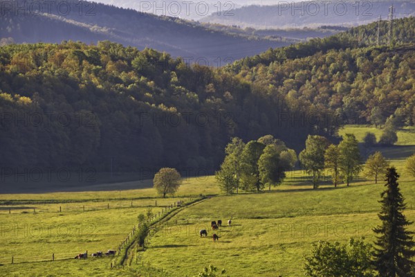 Green hills with trees and pastures stretch out in a landscape, Siegen, North Rhine-Westphalia, Germany, Europe