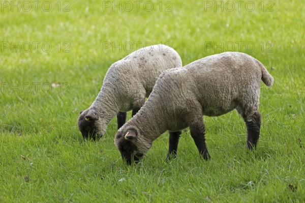 Lambs on pasture, Shottery, Stratford-upon-Avon, Warwickshire, England, Great Britain