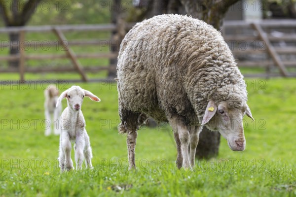 Sheep and young of the Württemberger breed, also known as Merinoland sheep. Sheep pasture on the Swabian Alb with lamb. Beuren, Baden-Württemberg, Germany, Europe