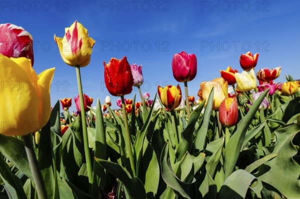 Tulips blooming in a tulip field, Grevenbroich, North Rhine-Westphalia, Germany, Europe