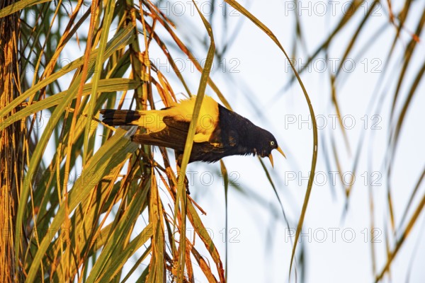 Yellow-rumped cacique (Cacicus cela) Pantanal Brazil