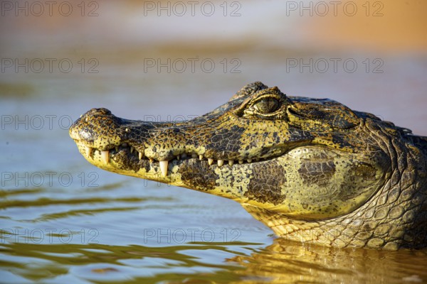 Spectacled caiman (Caiman crocodilius) Pantanal Brazil
