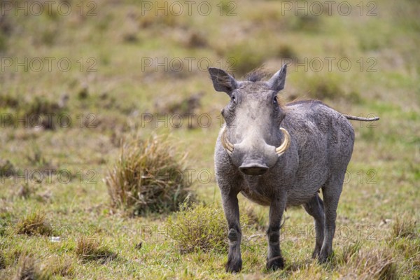 Warthog (Phacochoerus aethiopicus) Masai Mara Kenya