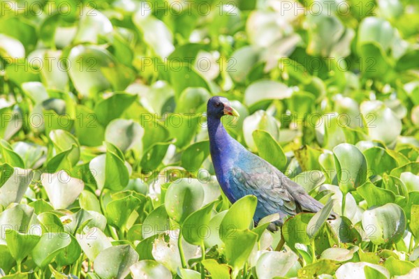 American purple gallinule (Porphyrio martinicus) Pantanal Brazil