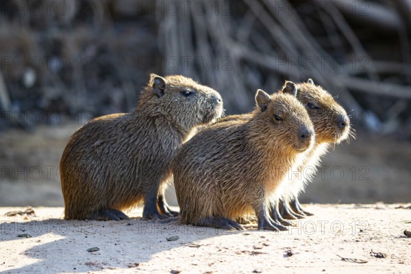 Capybara (Hydrochaeris hydrochaeris) Pantanal Brazil