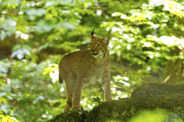 Lynx (Lynx lynx) captive Germany