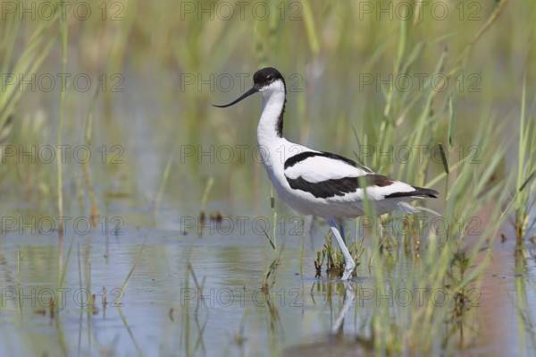 Avocet (Recurvirostra avosetta) adult wader standing in the shallow water of the lake shore zone, Wildlife, Lake Neusiedl-Seewinkel National Park, Burgenland, Austria, Europe