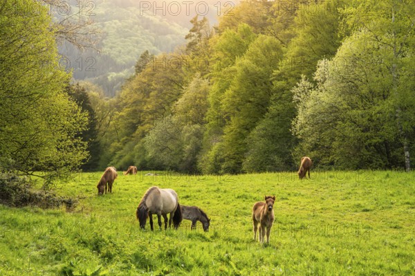 Icelandic horses in a pasture. Mares with foals. A foal begs. Evening, golden hour, backlight. Germany