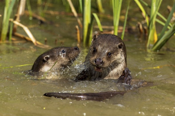 Two otters playing happily in the water between reeds, European otter (Lutra lutra), Germany, Europe