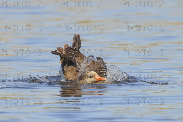 Grey goose (Anser anser) bathing in water, Wildlife, Birds, Geese, Waghäusel, Baden-Württemberg, Germany, Europe