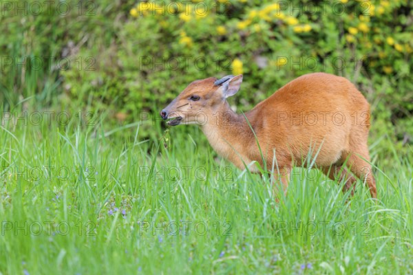 A male Red Forest Duiker (Cephalophus natalensis) stands in a green meadow, eating grass and herbs