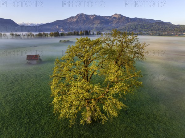 Aerial view, trees, light green leaves, oak, morning light, fog, mountains, sunny, spring, Loisach-Lake Kochel-Moore, foothills of the Alps, Bavaria, Germany, Europe