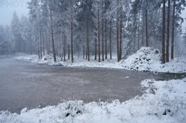 Snow-covered forest reserve Ballmoos, high moor in the mist, Lieliwald, Lindenberg, Horben, Canton Lucerne, Switzerland, Europe