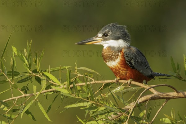 Ringed Kingfisher (Megaceryle torquata) in the Pantalal region of Brazil