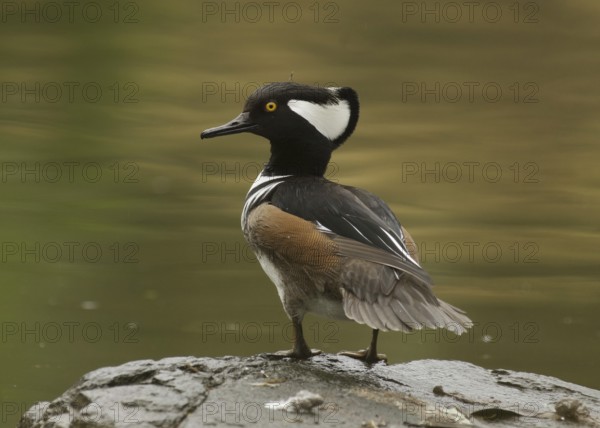 Male Hooded Merganser (Lophodytes cucullatus) perched on a rock