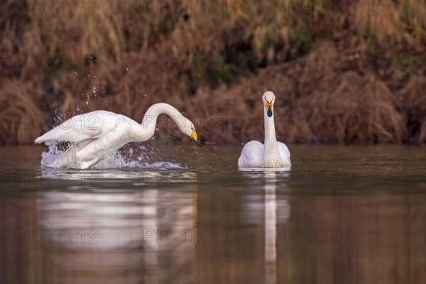Whooper Swan (Cygnus cygnus), Saxony-Anhalt, Germany, Europe