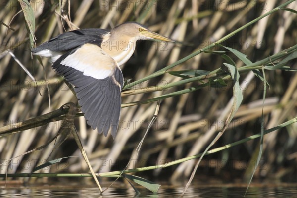 Little Bittern (Ixobrychus minutus) male flying, Zurich, Switzerland, Europe