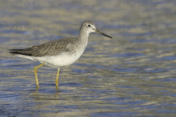 Greater Yellowlegs (Tringa melanoleuca), British Columbia, Canada, North America