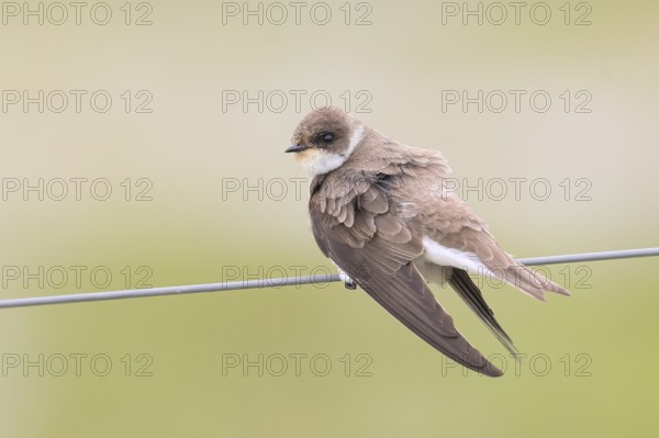 Sand martin (Riparia riparia), sitting on a wire, wildlife, animals, birds, swallows, migratory bird, smallest European swallow species, Ochsenmoor, Dümmer See nature park Park, Hüde Lower Saxony, Germany, Europe