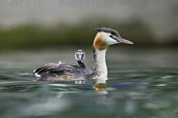 Great Crested Grebe (Podiceps Scalloped ribbonfish), with chicks in plumage swimming in the water, Lake Zug, Canton Zug, Switzerland, Europe