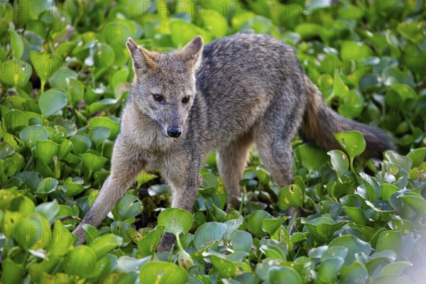 South American forest fox (Cerdocyon thous) Pantanal Brazil