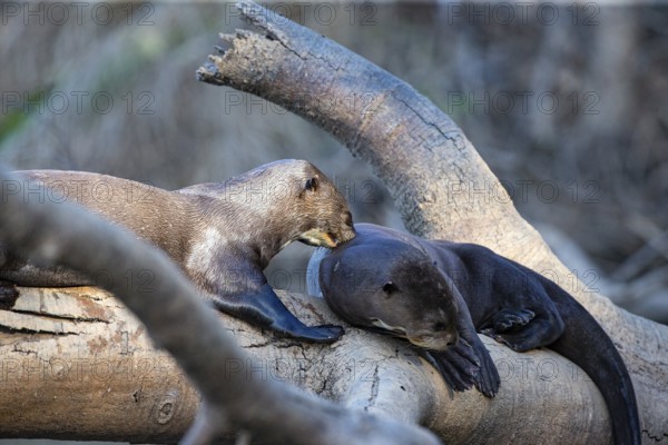 Giant otter (Pteronura brasiliensis) Pantanal Brazil