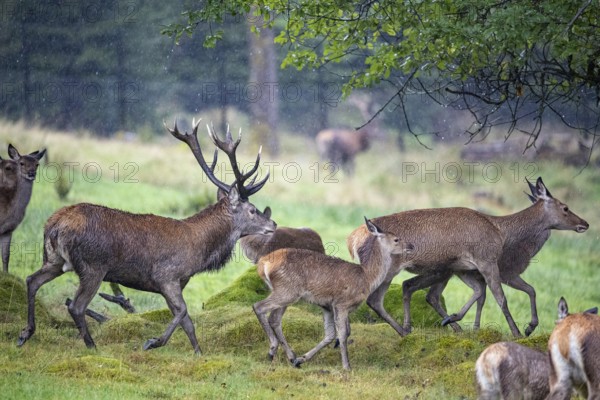 Red deer (Cervus elaphus) Rutting behaviour captive Germany