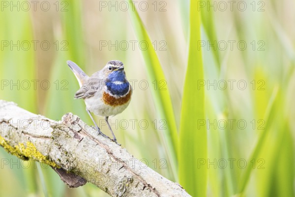 Bluethroat (Luscinia svecica cyanecula) Male Germany