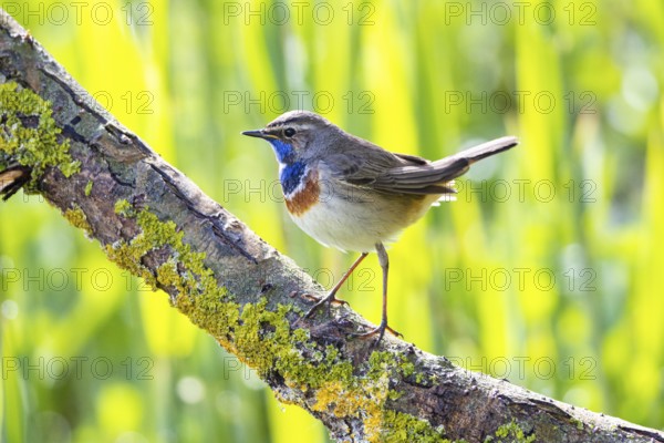 Bluethroat (Luscinia svecica cyanecula) Male Germany
