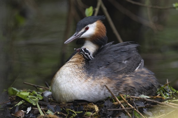Great Crested Grebe (Podiceps Scalloped ribbonfish) with juveniles), Emsland, Lower Saxony, Germany, Europe