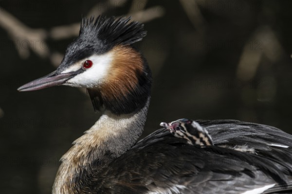 Great Crested Grebe (Podiceps Scalloped ribbonfish) with juvenile, Emsland, Lower Saxony, Germany, Europe
