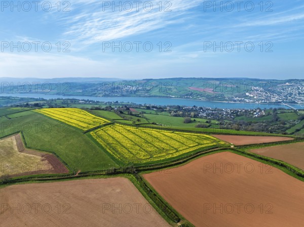 Rapeseed fields over the River Teign from a drone, Teignmouth, Shaldon, Devon, England, United Kingdom, Europe