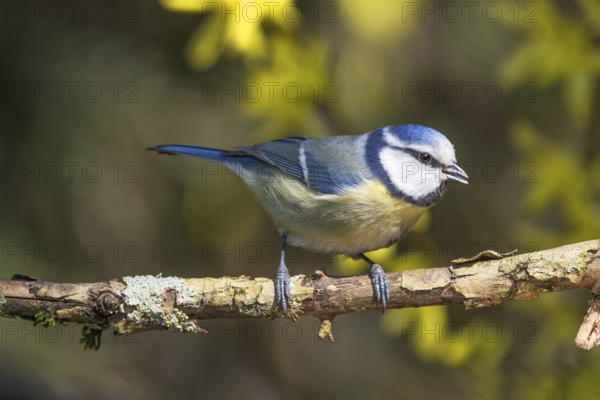 Blue tit (Parus caeruleus) sitting on a branch surrounded by yellow forsythia flowers in a natural environment, Baden-Württemberg, Germany, Europe