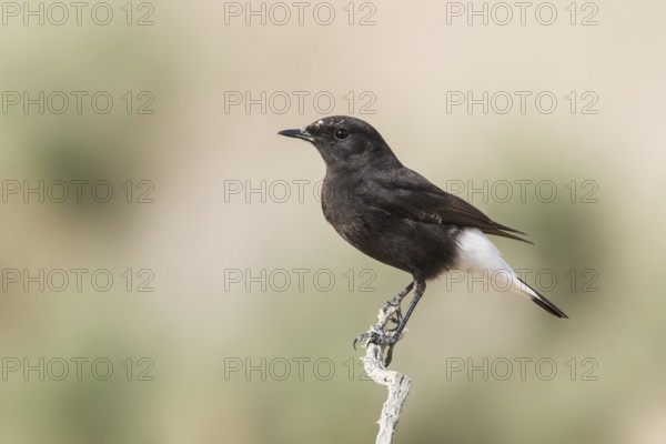 Mourning Wheatear (Oenanthe lugens warriae) perched on a branch, Arava Valley, Israel, Asia