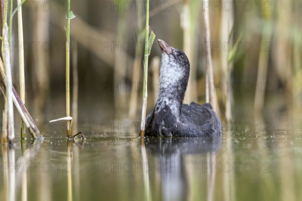 Eurasian Coot (Fulica atra) juvenile eating reeds, Mecklenburg-Western Pomerania, Germany, Europe
