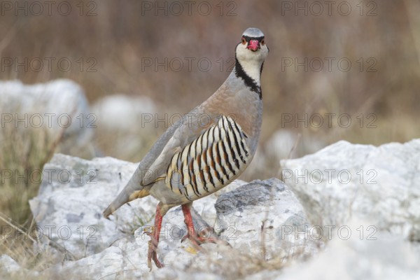 Rock Partridge (Alectoris graeca), Istria, Croatia, Europe