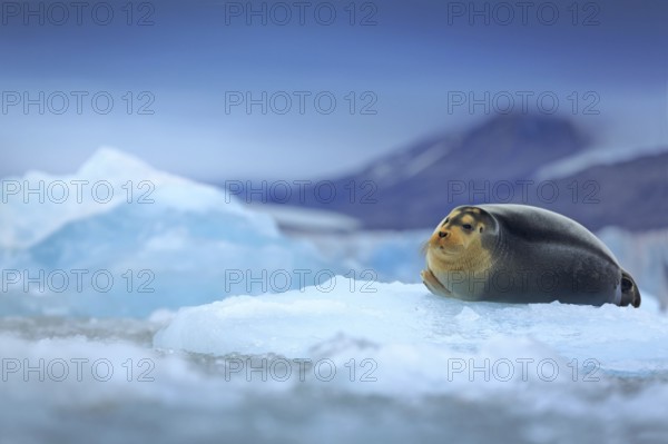 Bearded seal, lying sea animal on ice in Arctic Svalbard, winter cold scene with ocean, dark blurred mountain in the background, Norway, Europe