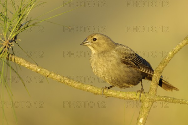 Brown-headed Cowbird (Molothrus ater), Texas, USA, North America