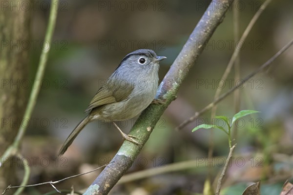 Mountain Fulvetta (Alcippe peracensis) perched on a branch, Bidoup National Park, Vietnam, Asia