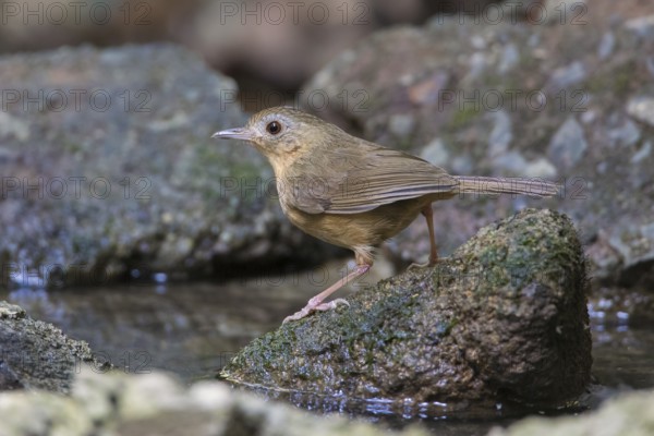 Buff-breasted Babbler (Pellorneum tickelli) perched on a stone, Di Linh, Vietnam, Asia