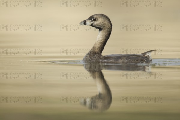 Pied-billed Grebe (Podilymbus podiceps), Ohio, USA, North America