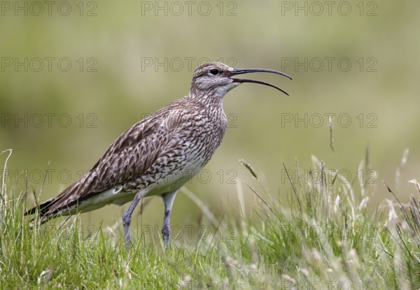 Whimbrel (Numenius phaeopus) calling, Bordoy, Faroe Islands, Europe
