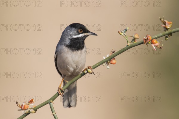 Rüppell's Warbler (Sylvia ruppeli) male, Eilat, Israel, Asia